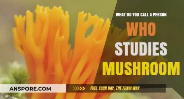 Exploring Mycology: The Fascinating World of Mushroom Experts