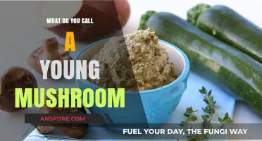 What’s the Adorable Name for a Young Mushroom? Discover Here!