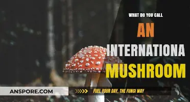 Global Fungus: What’s the Name for an International Mushroom?