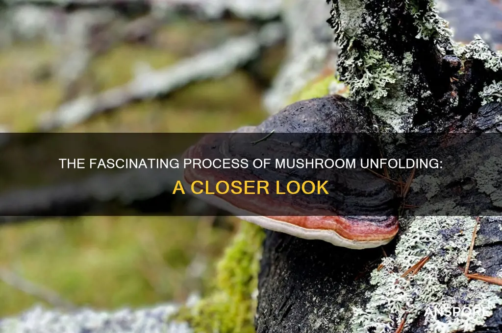 what do you call it when a mushroom unfolds