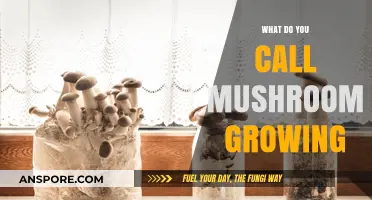 The Art of Mushroom Cultivation: What’s the Right Term?