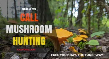 Exploring the Wild: The Art of Mushroom Foraging and Hunting