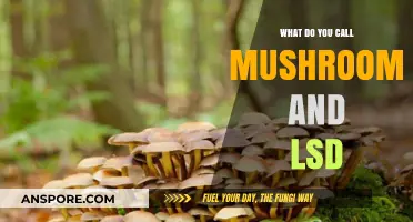 Mushrooms and LSD: Unraveling the Psychedelic Connection and Terminology