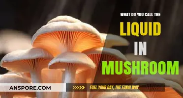 Mushroom Liquid Mystery: Unveiling the Name of the Fungal Fluid