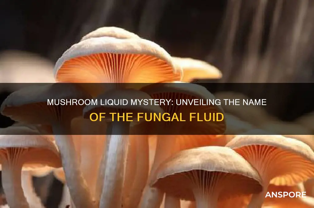 what do you call the liquid in mushrooms