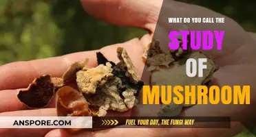 Exploring Mycology: The Fascinating Study of Mushrooms and Fungi