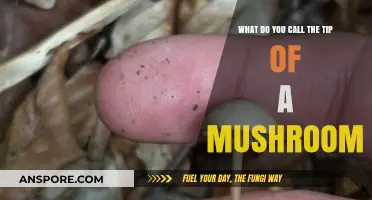 What’s the Name for the Tip of a Mushroom?