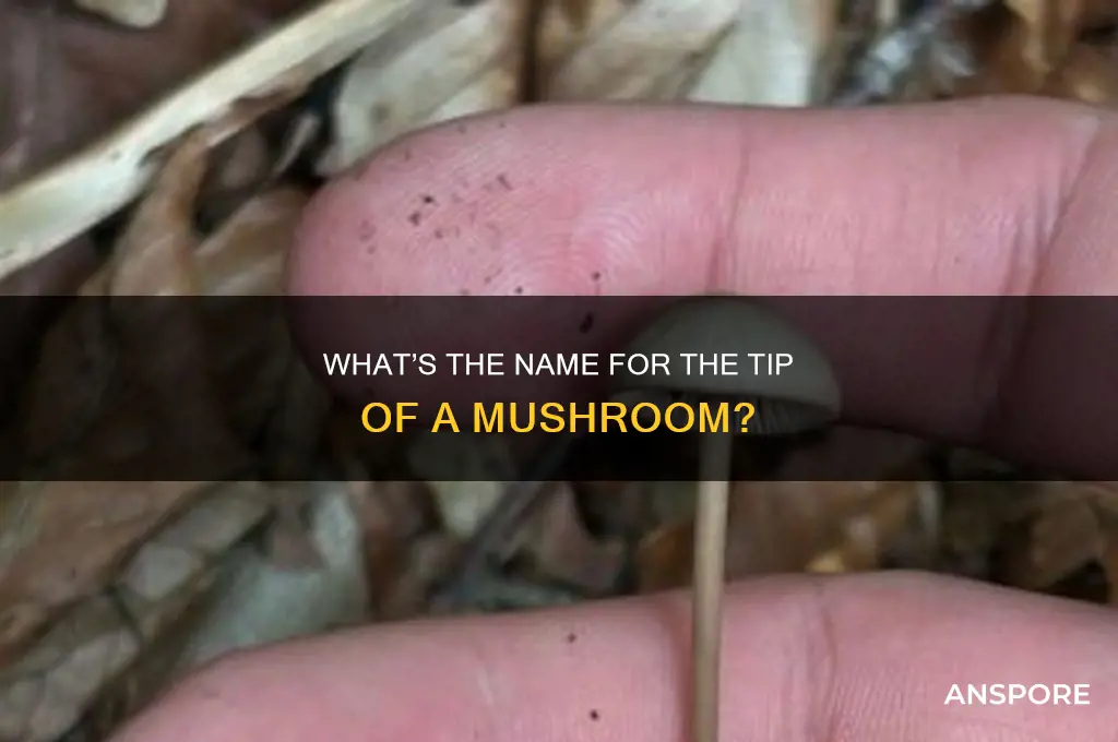 what do you call the tip of a mushroom