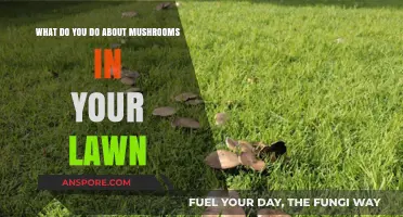 How to Manage and Remove Mushrooms from Your Lawn Effectively