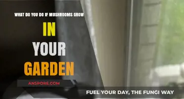 Mushrooms in Your Garden? Here’s How to Handle Them Safely