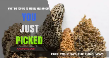 Freshly Picked Morel Mushrooms: Cleaning, Storing, and Cooking Tips