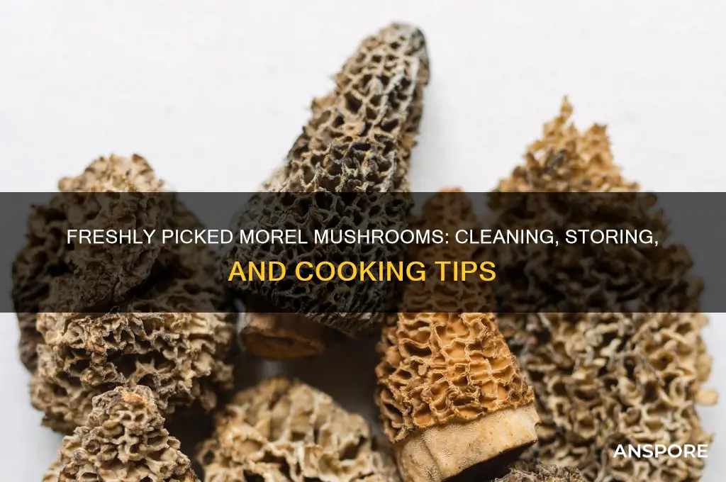 what do you do to morel mushrooms you just picked