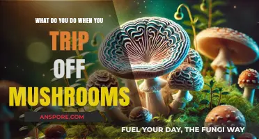 Navigating a Mushroom Trip: Essential Tips for a Safe Experience