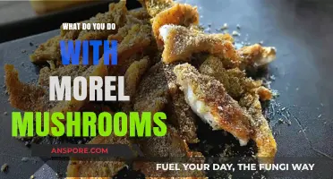 Creative Ways to Cook and Enjoy Morel Mushrooms in Your Kitchen