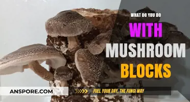 Creative Uses for Mushroom Blocks: From Farming to Decorating