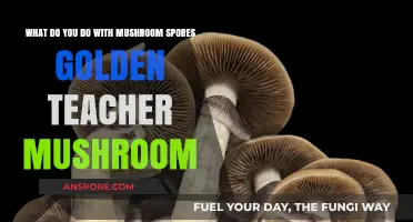 Golden Teacher Mushroom Spores: Cultivation, Uses, and Legal Considerations