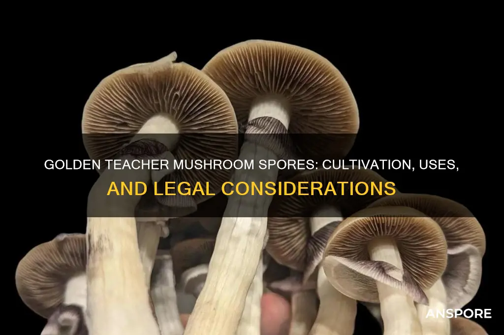 what do you do with mushroom spores golden teacher mushroom