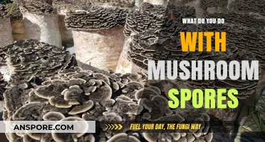 Exploring Mushroom Spores: Creative Uses and Cultivation Techniques Revealed