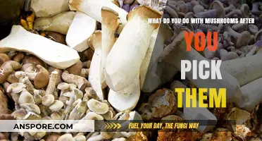 Freshly Picked Mushrooms: Cleaning, Storing, and Cooking Tips for Success