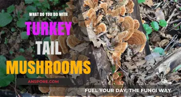 Turkey Tail Mushrooms: Uses, Benefits, and Creative Culinary Applications