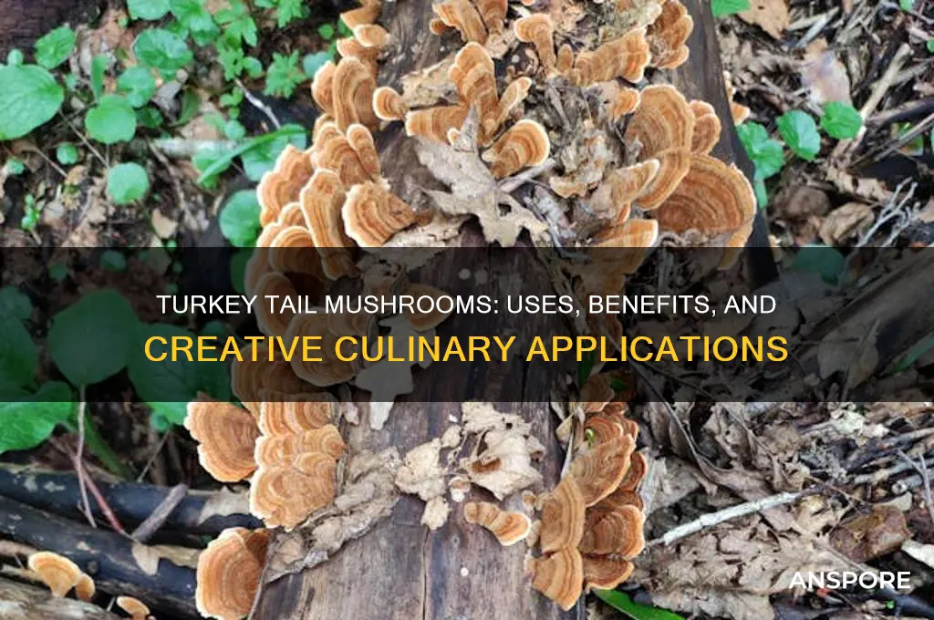 what do you do with turkey tail mushrooms