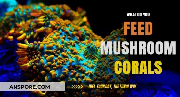 Feeding Mushroom Corals: Essential Diet Tips for Healthy Growth