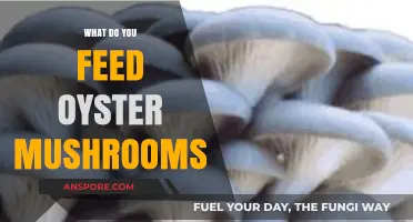 Nutritious Substrates for Growing Oyster Mushrooms: A Feeding Guide