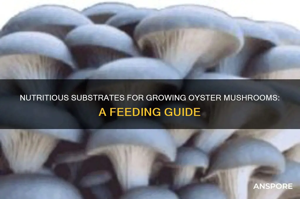 what do you feed oyster mushrooms