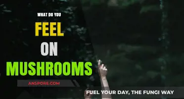 Exploring the Emotional and Sensory Journey of Mushroom Experiences