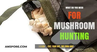Essential Gear and Tips for Safe and Successful Mushroom Hunting
