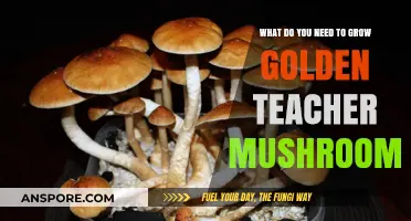 Essential Supplies for Growing Golden Teacher Mushrooms at Home