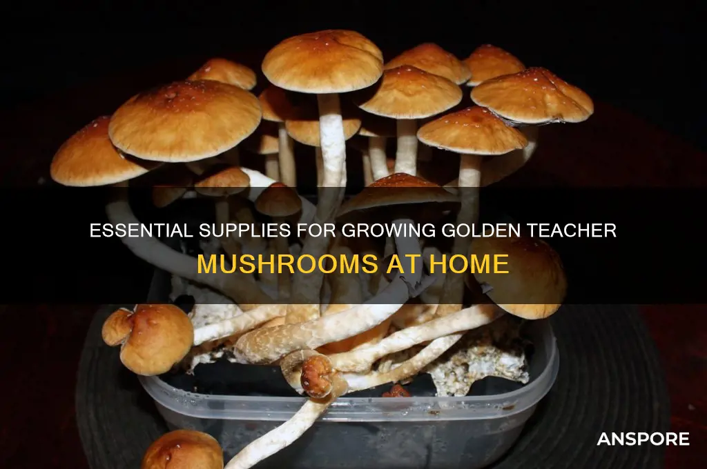 what do you need to grow golden teacher mushrooms