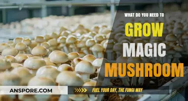 Essential Tools and Techniques for Growing Magic Mushrooms at Home