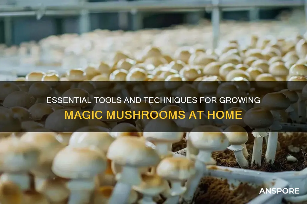 what do you need to grow magic mushrooms