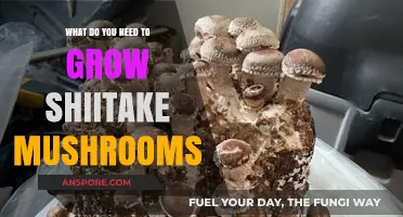 Essential Tools and Tips for Growing Shiitake Mushrooms at Home