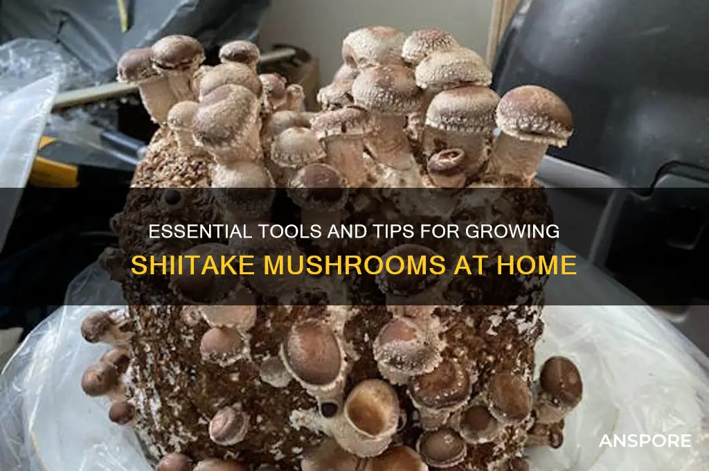 what do you need to grow shiitake mushrooms