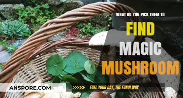 Finding Magic Mushrooms: Essential Tips for Your Foraging Adventure