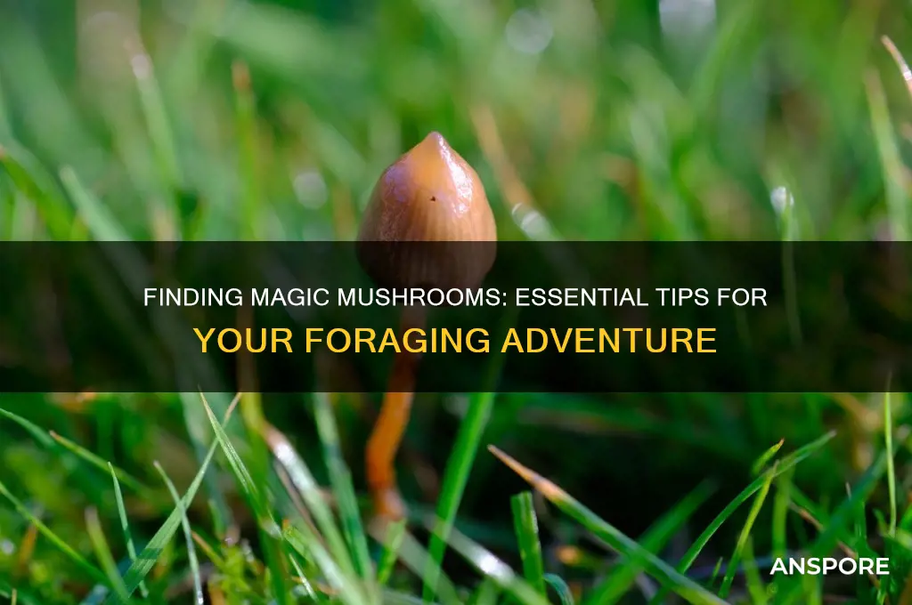 what do you pick them to find magic mushrooms