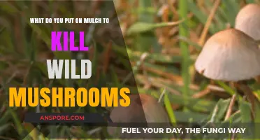 Effective Ways to Kill Wild Mushrooms Growing on Mulch