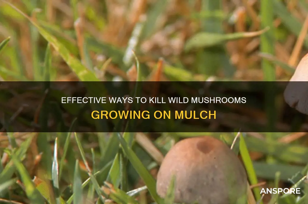 what do you put on mulch to kill wild mushrooms