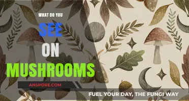 Exploring the Intriguing Visuals and Patterns Found on Mushrooms