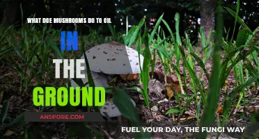 How Mushrooms Transform and Break Down Ground Oil Naturally