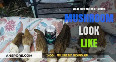 Visual Guide: 10 Pounds of Morel Mushrooms in Perspective