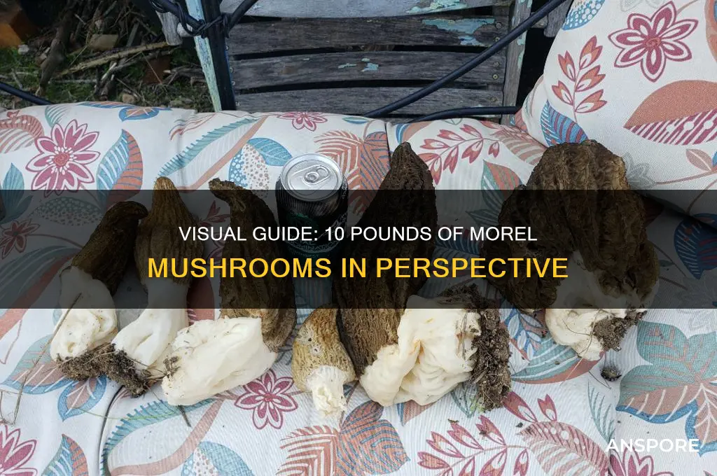 what does 10 lbs of morel mushrooms look like