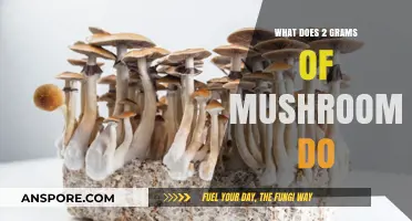 Exploring the Effects of 2 Grams of Mushrooms: A Comprehensive Guide