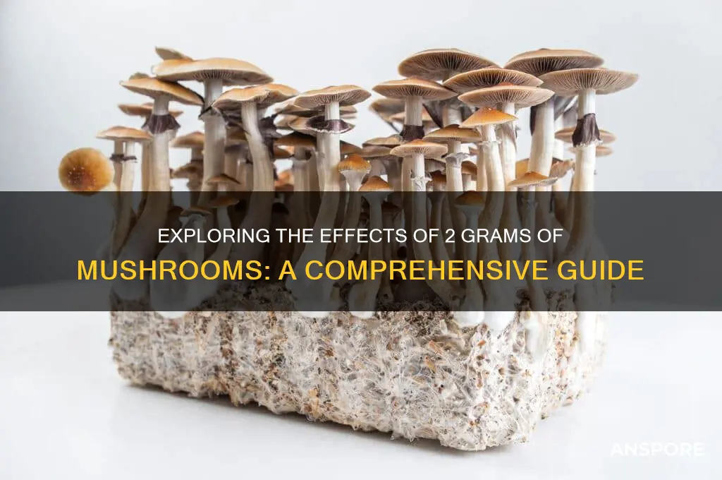 what does 2 grams of mushrooms do