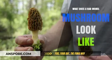 Identifying Bad Morel Mushrooms: Key Signs and Spoilage Indicators