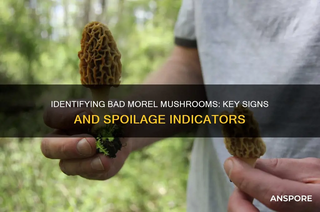 what does a bad morel mushroom look like