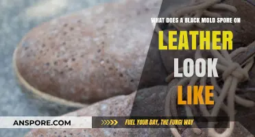 Identifying Black Mold Spores on Leather: Appearance and Detection Tips