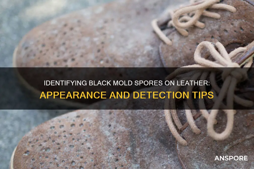 what does a black mold spore on leather look like